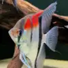 Pterophyllum scalare var. Manacapuru
