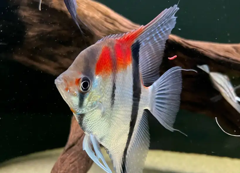 Pterophyllum scalare var. Manacapuru