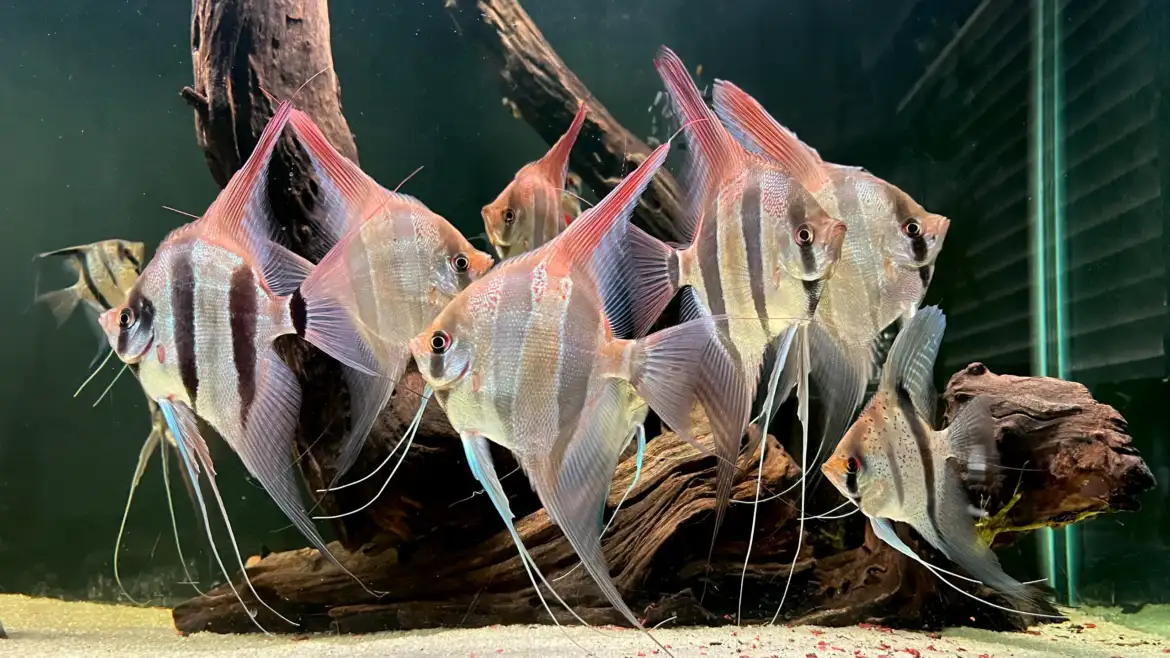 Acclimating Amazonia Fishes In Aquarium