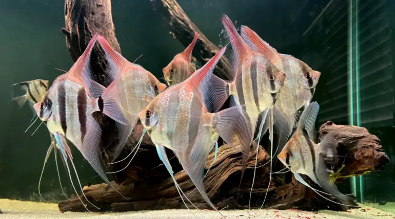 Acclimating Amazonia Fishes In Aquarium