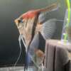 Pterophyllum scalare var. Manacapuru