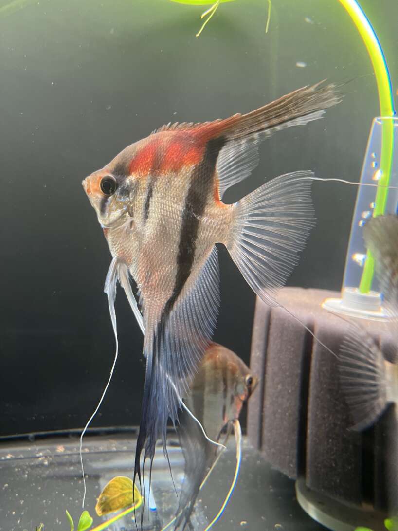 Pterophyllum scalare var. Manacapuru