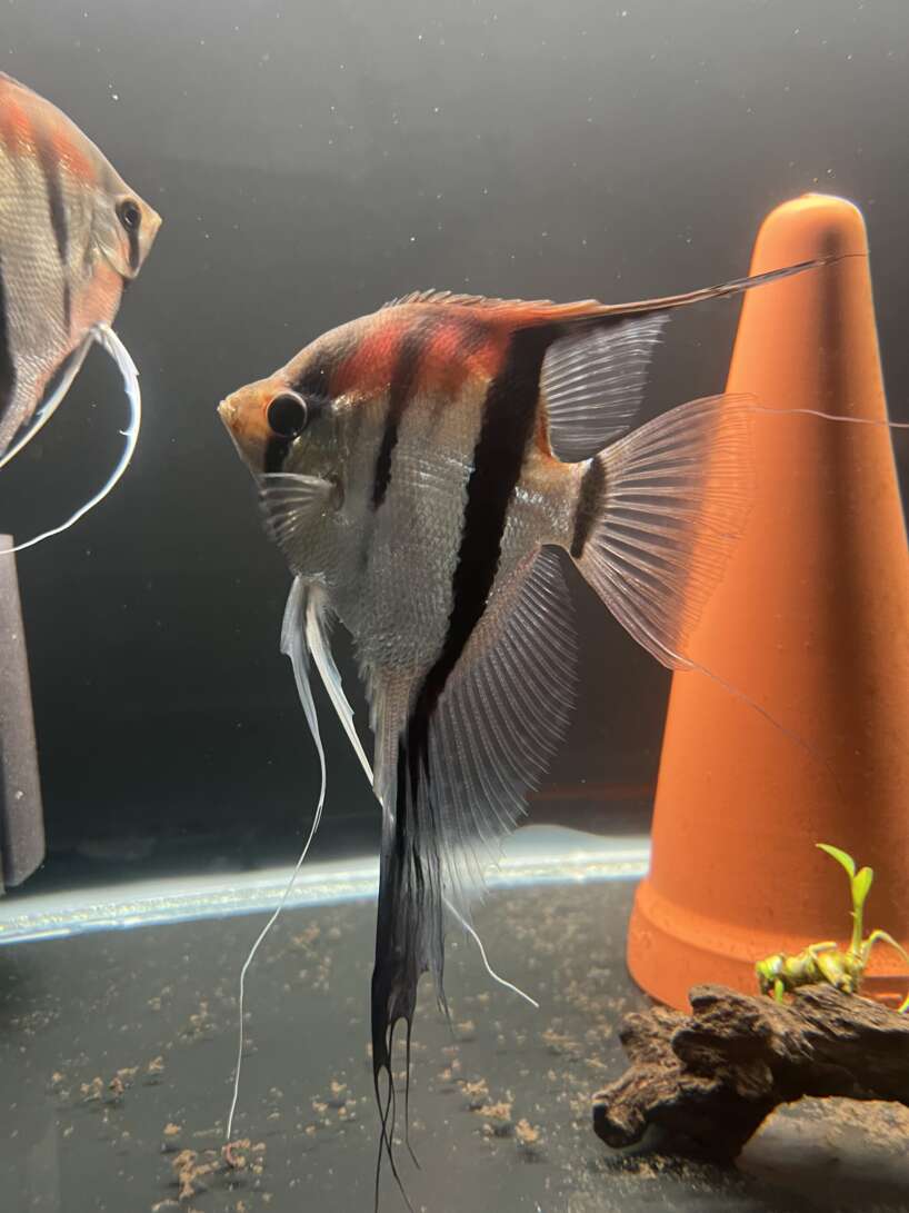 Pterophyllum scalare var. Manacapuru