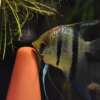Pterophyllum scalare var. Esequibo
