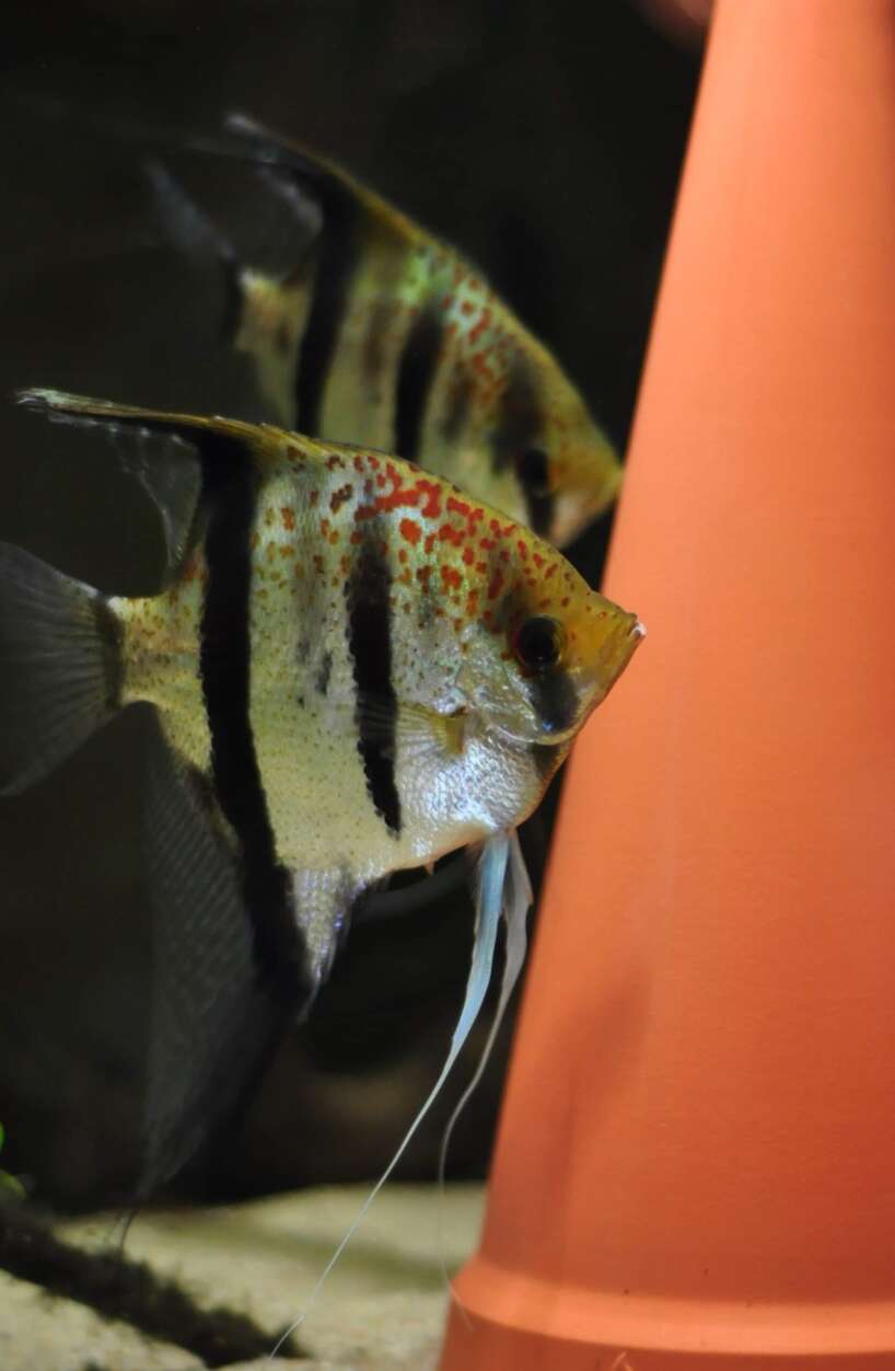 Pterophyllum scalare var. Esequibo