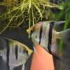 Pterophyllum scalare var. Esequibo
