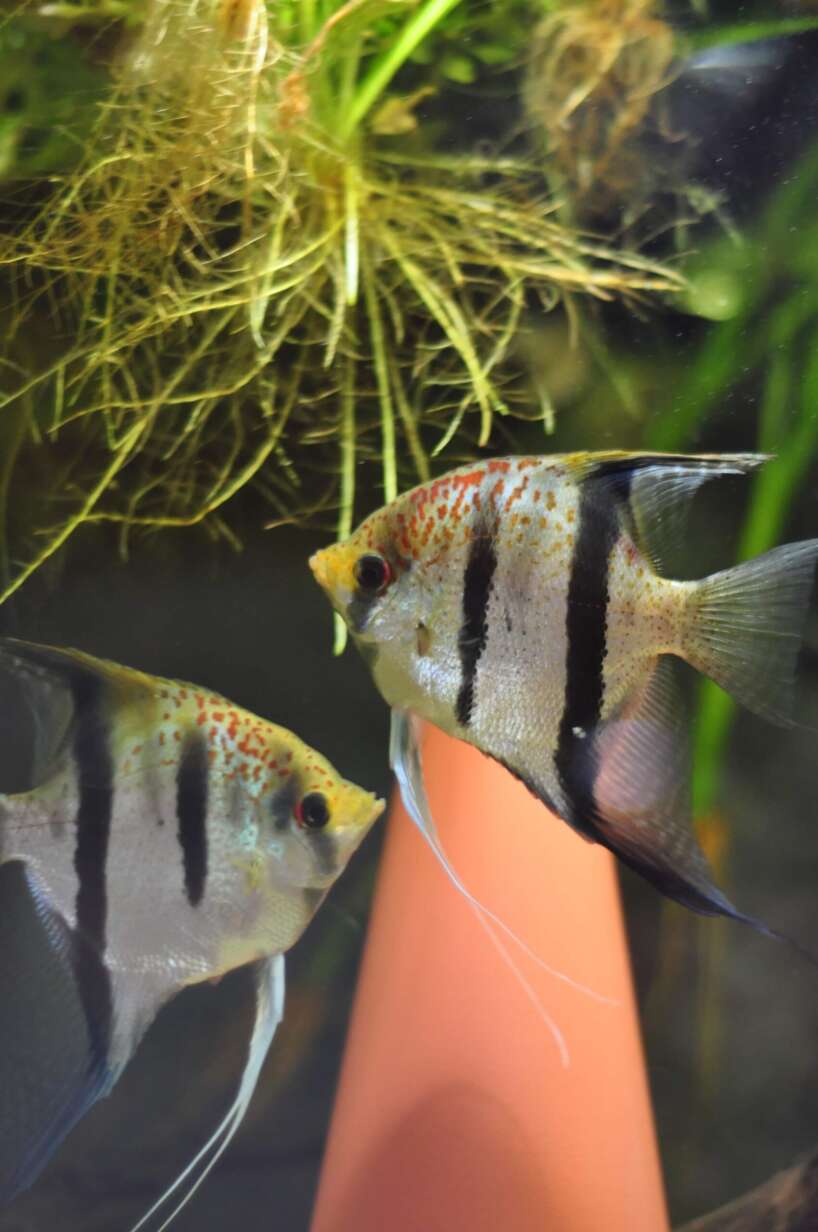 Pterophyllum scalare var. Esequibo