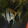Pterophyllum scalare var. Esequibo