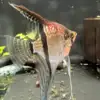 Pterophyllum scalare var. Sao Gabriel