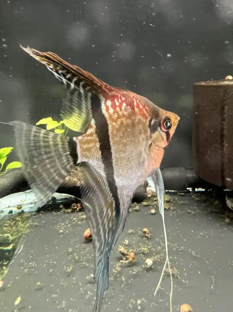 Pterophyllum scalare var. Sao Gabriel