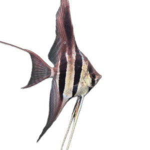 Pterophyllum altum var. Pasimoni