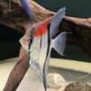 Pterophyllum scalare var. Manacapuru