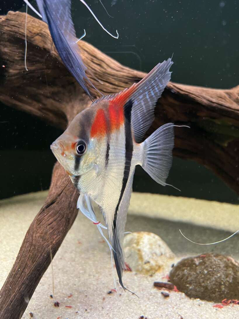 Pterophyllum scalare var. Manacapuru