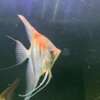 Pterophyllum scalare var. Manacapuru