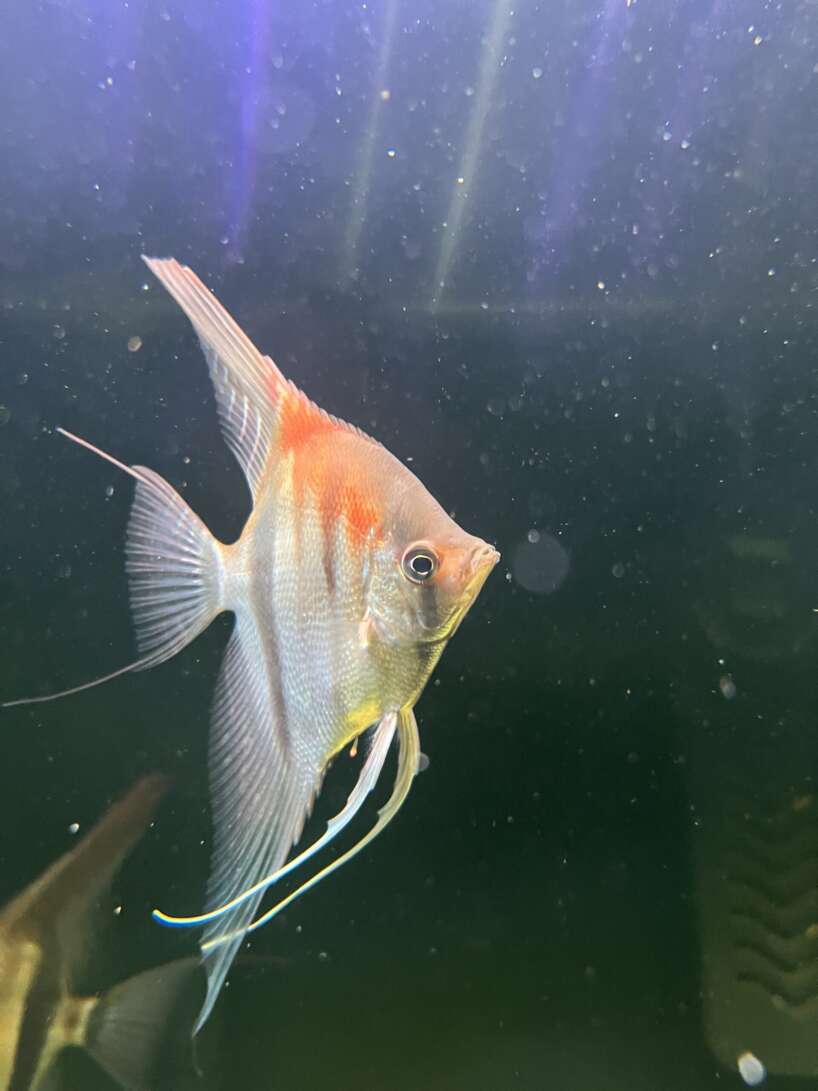 Pterophyllum scalare var. Manacapuru