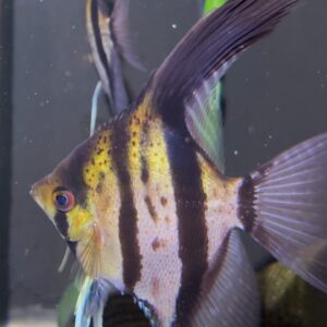 Pterophyllum scalare var. Esequibo (red spotted/yellow body)