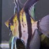 Pterophyllum scalare var. Esequibo (red spotted/yellow body)