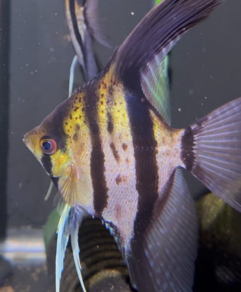 Pterophyllum scalare var. Esequibo (red spotted/yellow body)