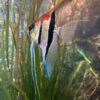 Pterophyllum scalare var. Manacapuru