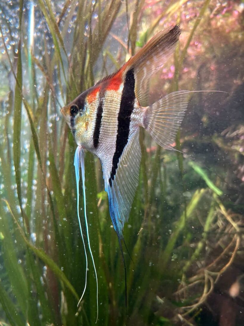 Pterophyllum scalare var. Manacapuru