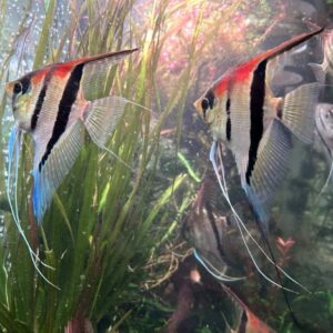 Pterophyllum scalare var. Manacapuru