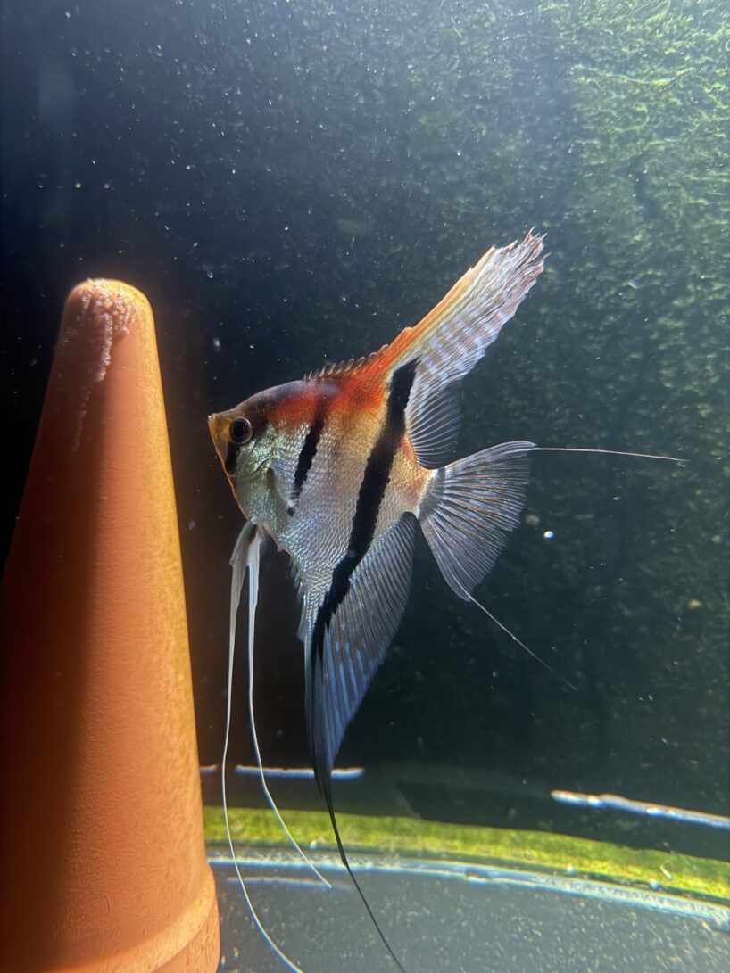 img_3645 Pterophyllum scalare var. Manacapuru