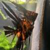 Orange Marble Angelfish
