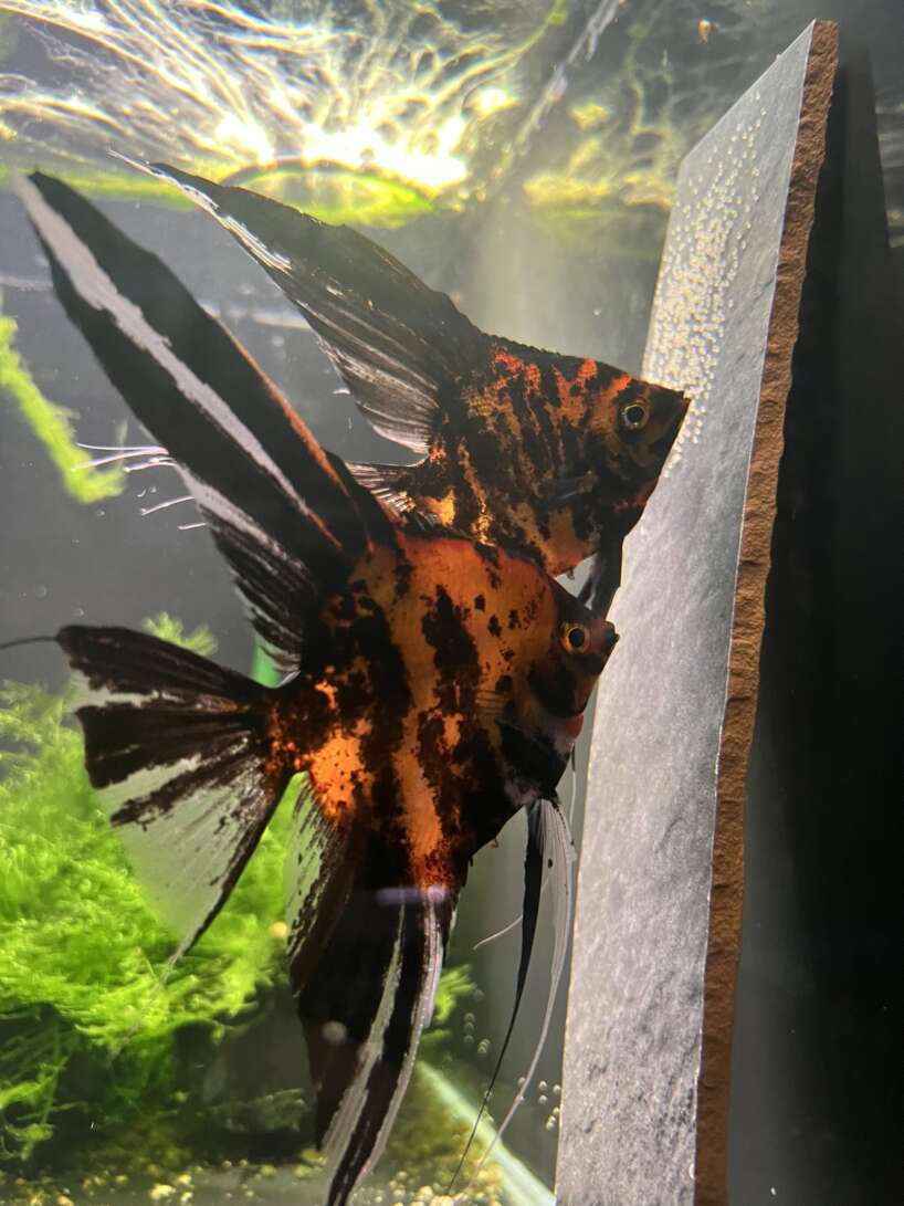 Orange Marble Angelfish