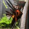 Orange Marble Angelfish