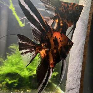 Orange Marble Angelfish