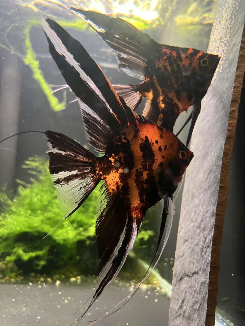 Orange Marble Angelfish
