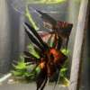 Orange Marble Angelfish