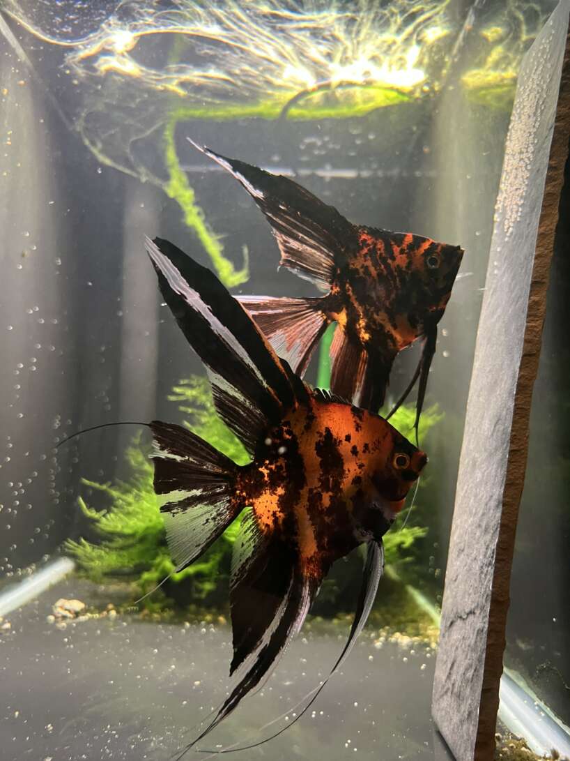 Orange Marble Angelfish