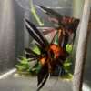 Orange Marble Angelfish