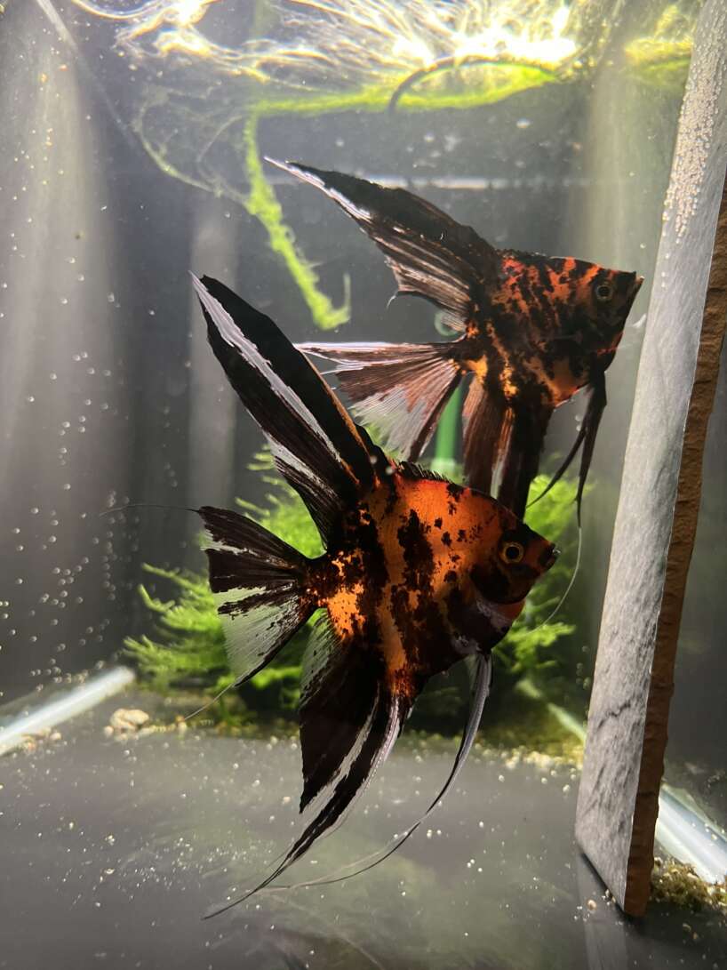 Orange Marble Angelfish