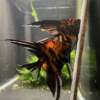 Orange Marble Angelfish