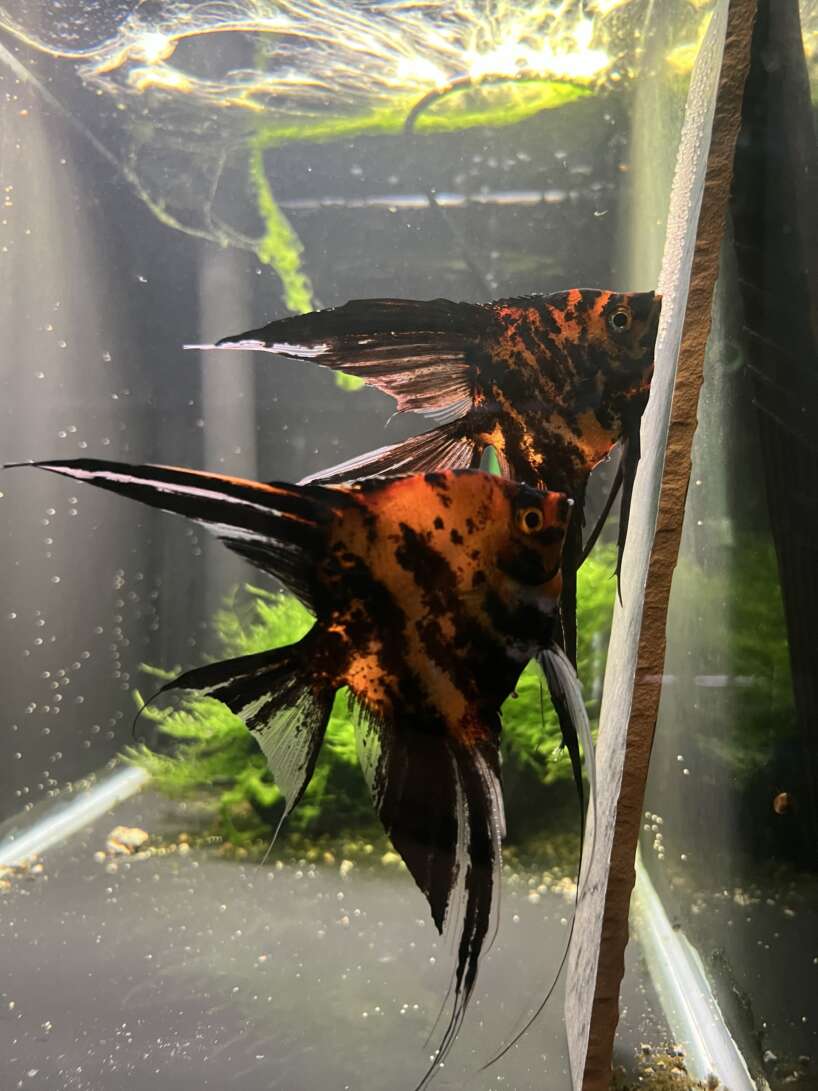 Orange Marble Angelfish