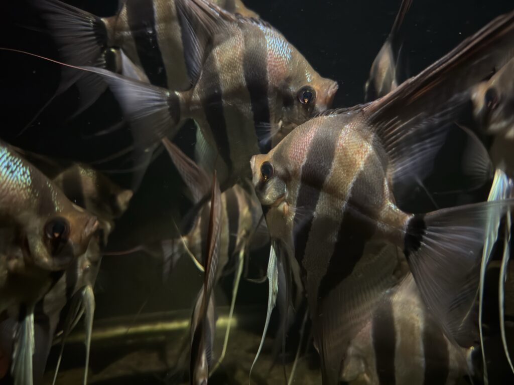 Pterophyllum altum var. Pasimoni | Amazoniafish.com
