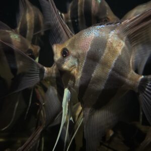 Pterophyllum altum var. Pasimoni