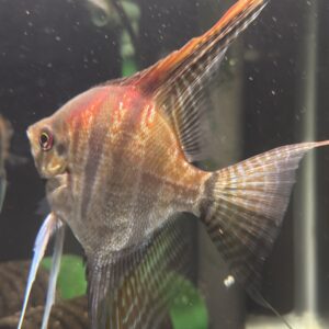 Pterophyllum scalare var. Sao Gabriel