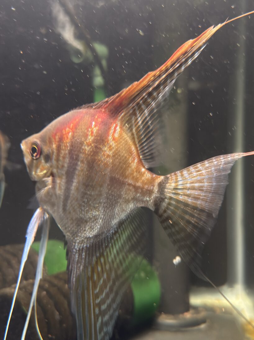 img_8535 Pterophyllum scalare var. Sao Gabriel