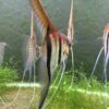 Pterophyllum scalare var. Manacapuru