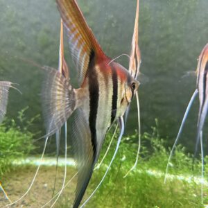 Pterophyllum scalare var. Manacapuru