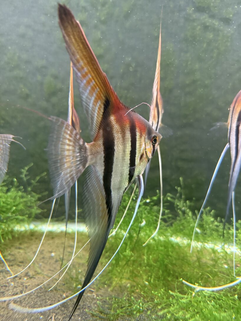 Pterophyllum scalare var. Manacapuru