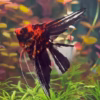 Orange Marble Angelfish