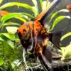 Orange Marble Angelfish