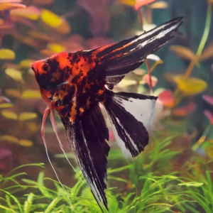 Orange Marble Angelfish