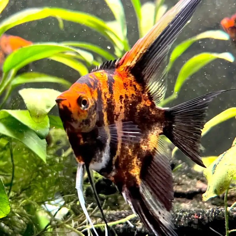 Orange Marble Angelfish