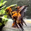Orange Marble Angelfish