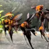 Orange Marble Angelfish